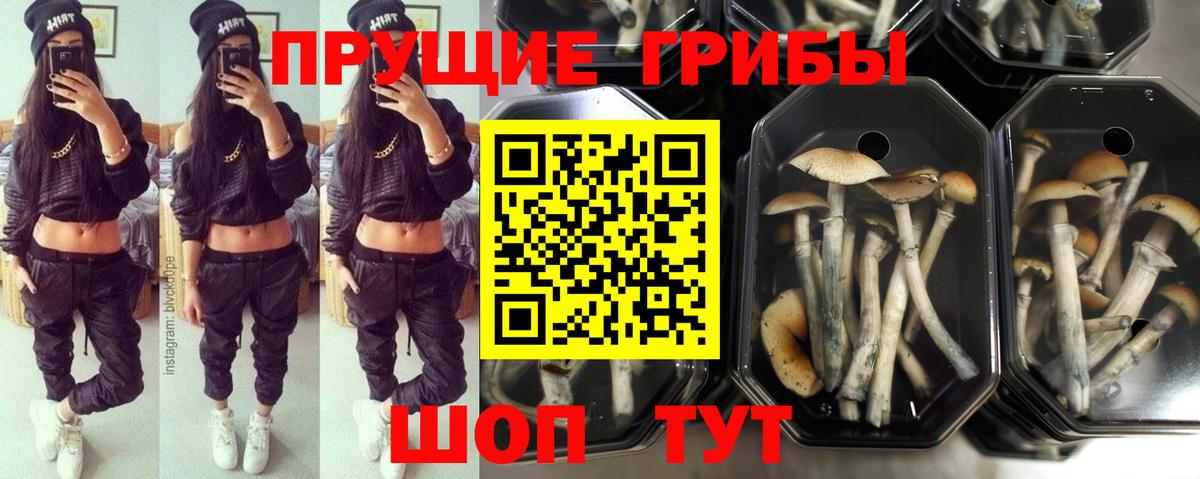 Волгоград  Галлюциногенные грибы ЛСД  Вход с VPN 